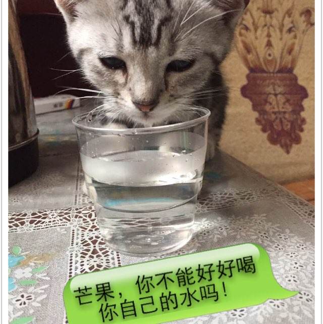 购买圣保罗神学院文凭毕业证
